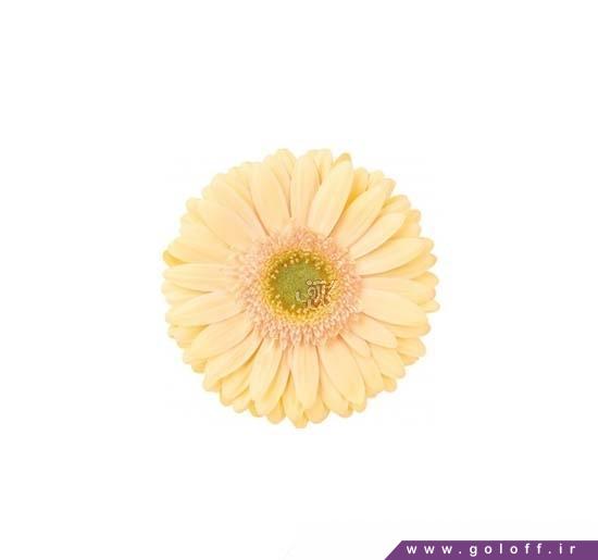 خرید گل اینترنتی - گل ژربرا پریلا - Gerbera | گل آف